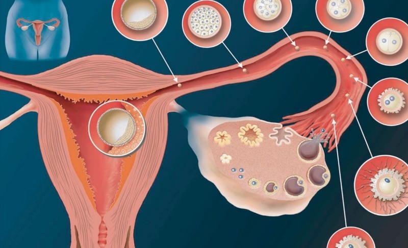Vad är implantation? Hur skiljer man mellan blödning och menstruationsblödning? Färg och konsistens ...