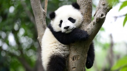Världens minsta panda föddes i Kina