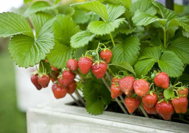 Hur odlar jordgubbar i en kruka? Den mest praktiska metoden att odla jordgubbar