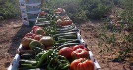 Vad du än köper i Ayrancı-distriktet i Karaman är bara 1 lira! Från tomat till gurka...