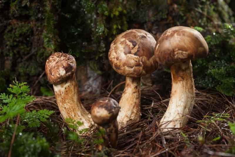 En komplett proteinbutik: Vad är Matsutake-svamp? Vilka är fördelarna med Matsutake-svamp?