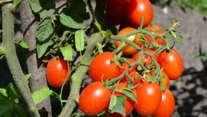 Hur odlar du tomater i en kruka? Den enklaste tomatodlingen