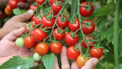 Vad är fördelen med att äta tomater på sahur? Vilka är fördelarna med råa tomater? 