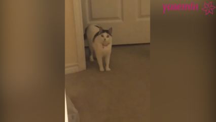 Katten som reagerar på att gästerna kommer hem!
