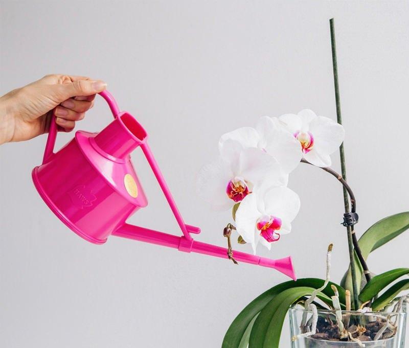 hur man förökar orkidéer