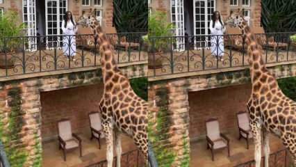 Kvinnan matar giraffen från balkongen med händerna! 