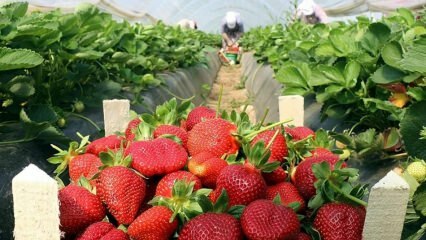 Vilka är symtomen på jordgubbsallergi? Finns det någon fördel med jordgubbar?