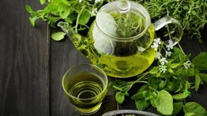Fördelarna med grönt te! Snabb och hälsosam bantning med grönt te diet