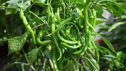 Hur odlar man grön paprika i krukor? Tips för att odla paprika hemma