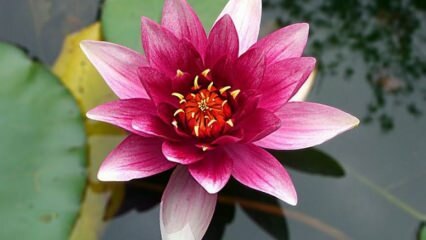 Hur tar man hand om Lotus (näckros) blomma hemma?