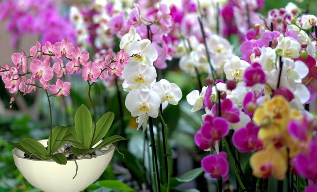 Hur tar man hand om orkidéer? Hur förökar man orkidéblommor? 5 saker orkidéblommor inte gillar