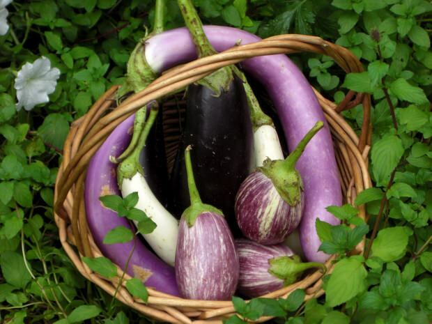 vad är fördelarna med aubergine