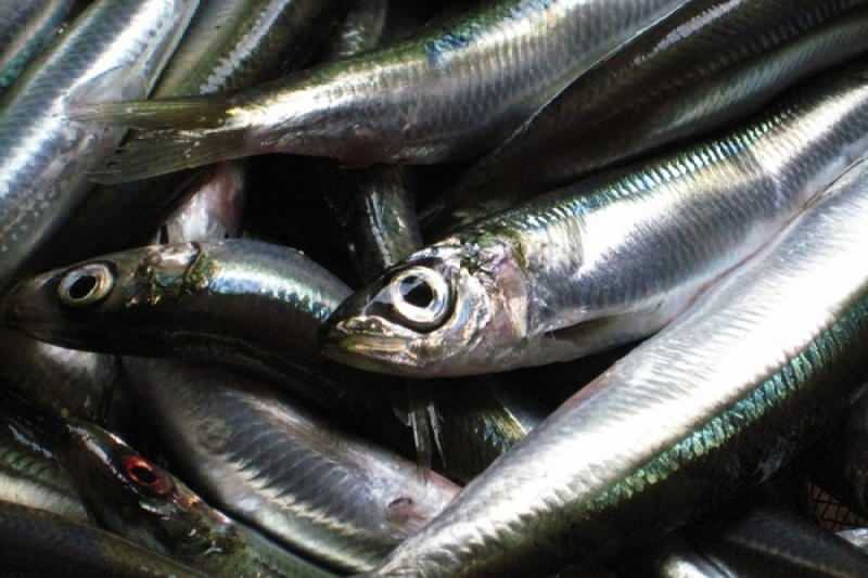 Sardiner har det högsta oljevärdet bland fisk