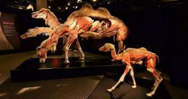 Real Animals Anatomy Exhibition kommer till Turkiet!