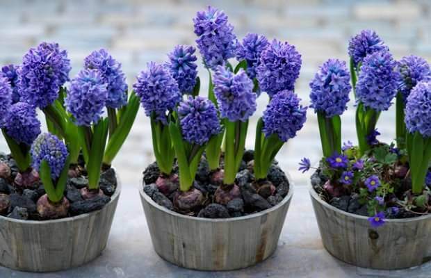 Hur man reproducerar hyacintblommor