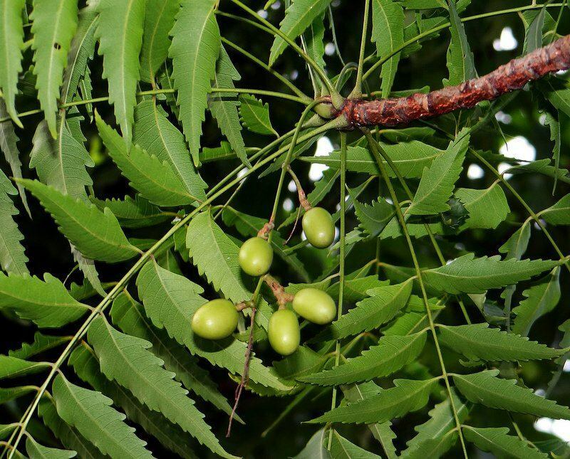 neem tree har använts i alternativ medicin sedan antiken