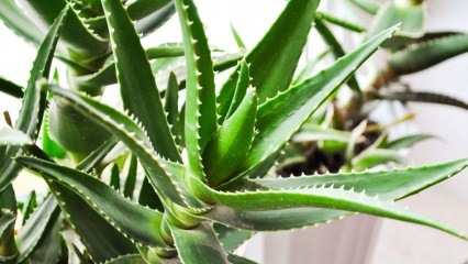 Vad är Aloe Vera? Vilka är fördelarna med huden? Hur appliceras Aloe Vera på huden?