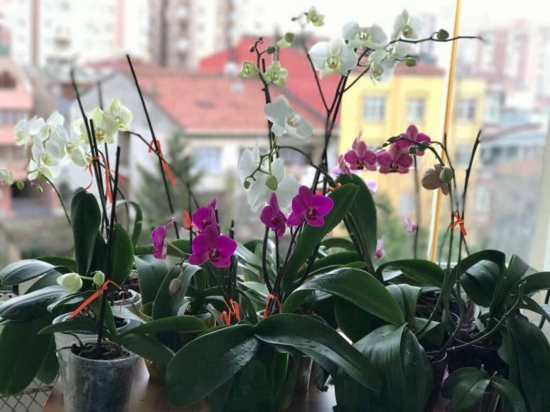Hur ta hand om orkidéer? Hur vattnar en orkidé hemma? Metod för att återuppliva orkidéer