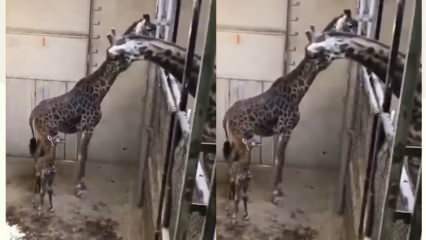 Reaktionerna från giraffen, fadern, skakade de sociala medierna! 