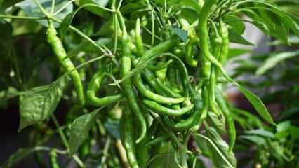 Hur man odlar grön paprika i krukor? Tricks med växande paprika hemma