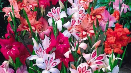 Hur man tar en blomma av gladiolus?