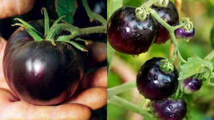 Cancer fiende: Vad är en svart tomat? Vilka är fördelarna med svarta tomater?