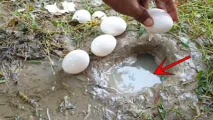 YouTube-fenomen fångade fisk genom att bryta ett ägg i vattnet! Här är det häpnadsväckande resultatet ...