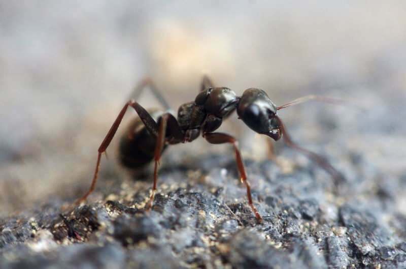 Effektiv metod för att ta bort myror hemma! Hur kan myror förstöras utan att döda?