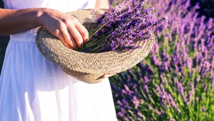 Hur man tar hand om lavendelblommor, reproduktion och växer hemma