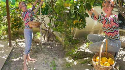 Sångaren Tuğba Özerk plockade citron från trädet i sin egen trädgård!