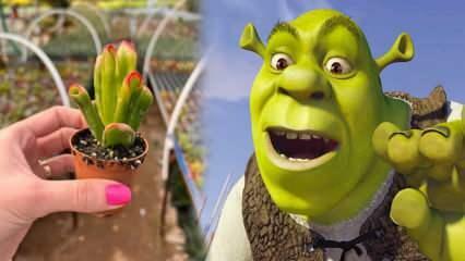 Hur odlar man Shrek öronväxt? Blommar öronväxten Shrek? Shrek öronvård