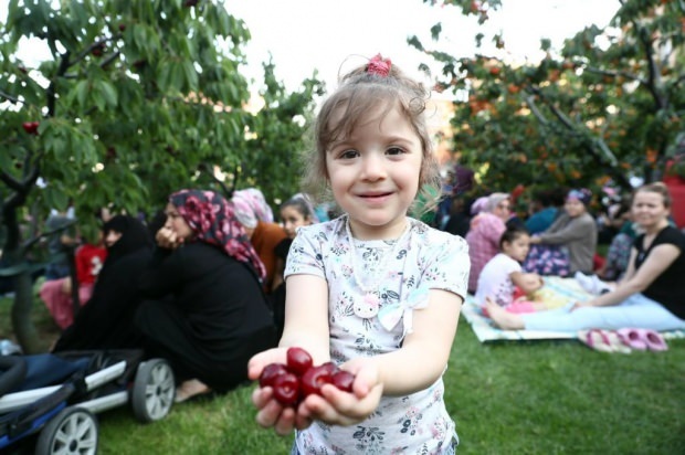 11: e i Bağcılar kommuns Cherry Garden. Cherry Harvest-aktivitet!