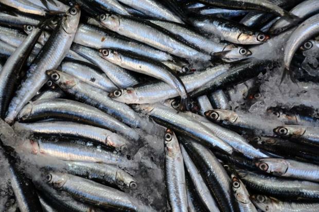 Vilka är fördelarna med bonitofisk och vad är det bra för? Vilken fisk ska konsumeras hur?