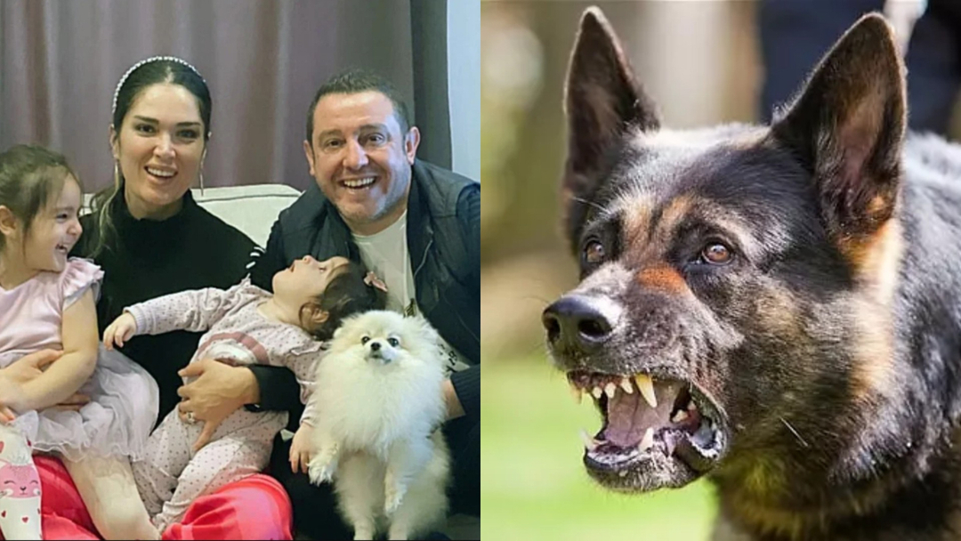 De slet sönder Nihat Kahvecis hund! Ytterligare ett fall av herrelösa hundar