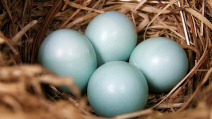 Vilka är fördelarna med blågrönt ägg?