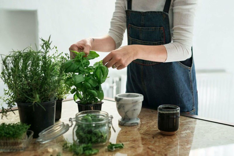 Hur odlar jag en växt hemma? 5 förslag för dem som vill odla växter hemma med sina egna medel