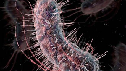 Hur överförs köttätande bakterier? Vilka är symptomen på köttätande bakterier och har de behandling?