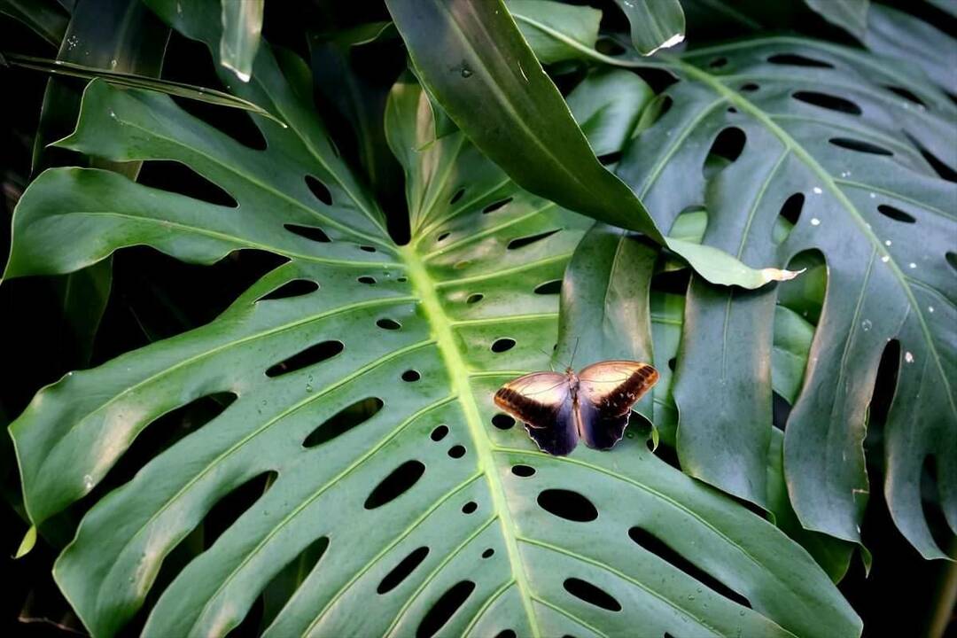 Stort intresse för Konya Tropical Butterfly Garden: 3 miljoner besökare på 8 år