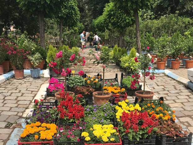 Bayındır Çiçek festivalturné