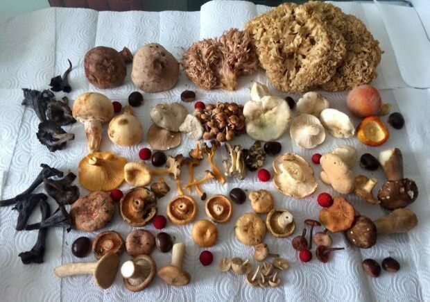 Vilka är de mest värdefulla svamparna i vårt land? Vilka rutter ska du följa när du söker efter svamp?