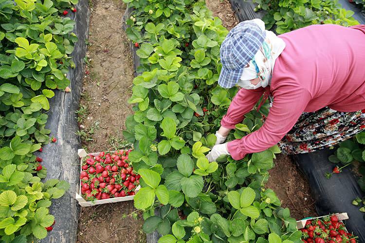 "Arbetskamp" för kvinnliga arbetare i jordgubbsväxthus