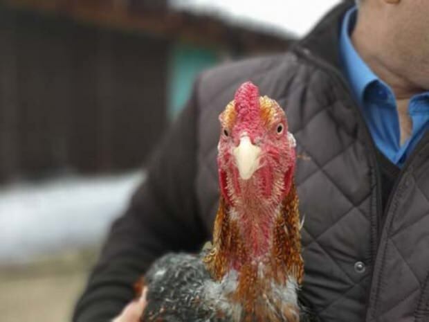 En Bursa-medborgare tog med sig guldläggande kyckling från Brasilien