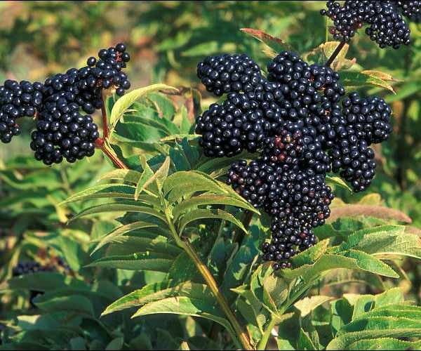 svart fläderbär liknar frukt som aronia