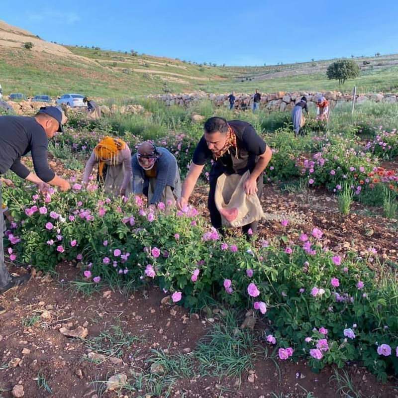 samlade rosor tillsammans med kända turkiska arbetare