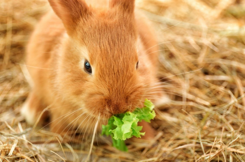 Vad äter kaninen? Livsmedel som kaninen älskar