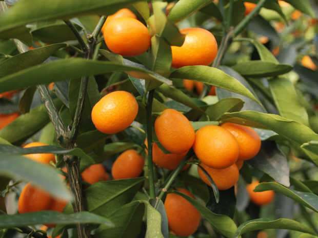kumquat odlas också i krukor