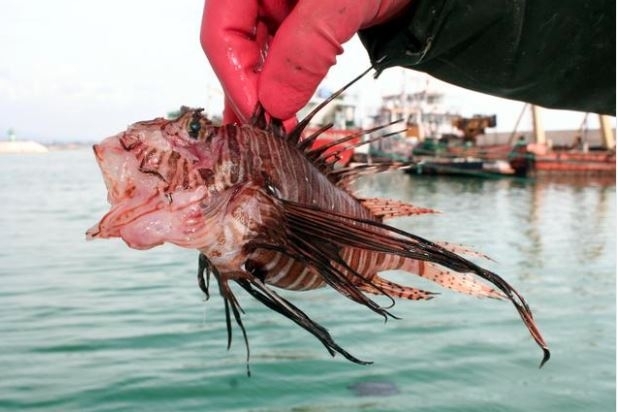 Giftig fisk som fångats i Mersin!