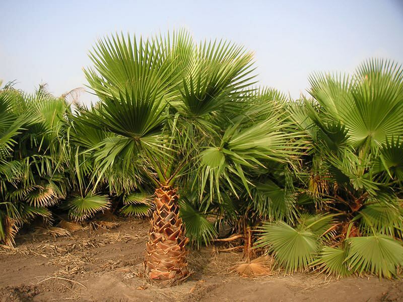Vad är en palmträd? Palmträd funktioner