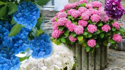 Hur tar man hand om hortensiablomma hemma? Hortensia blomsterförökningsmetoder