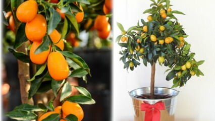Hur man odlar kumquat i en kruka? Kumquat vård hemma